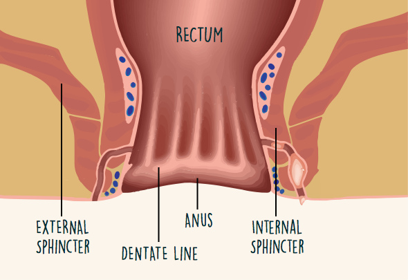 Ano-rectal anatomy showing location from left to right of external sphincter, dentate line, anus, and internal sphincter 