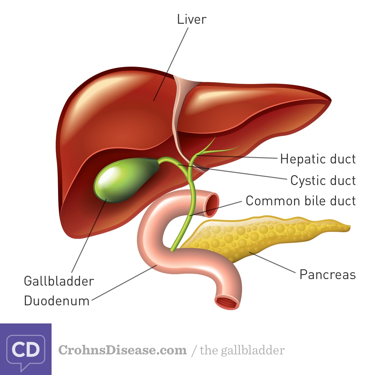 illustrated gallbladder and bile ducts located below the liver, connecting to the duodenum.