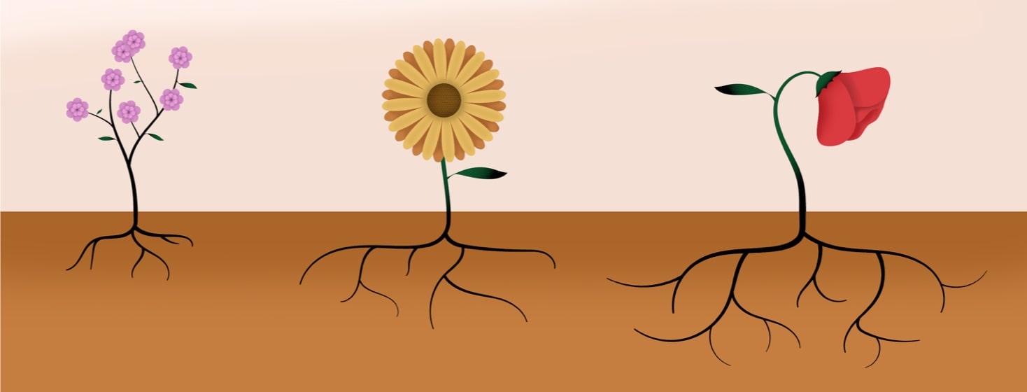 different flowers with differing amounts of roots