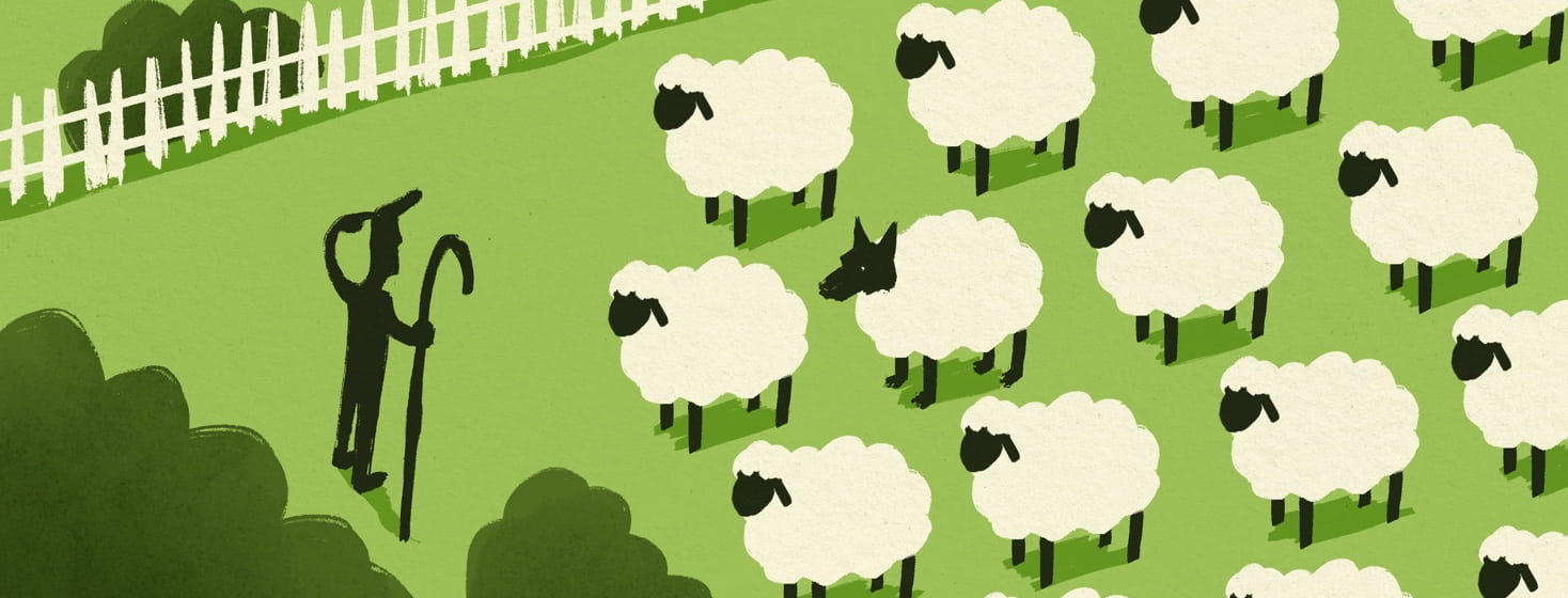 confused shepherd looks at a group of sheep, but one of them looks like a wolf