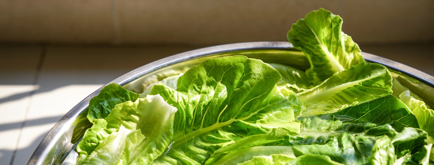 A bowl of romaine lettuce