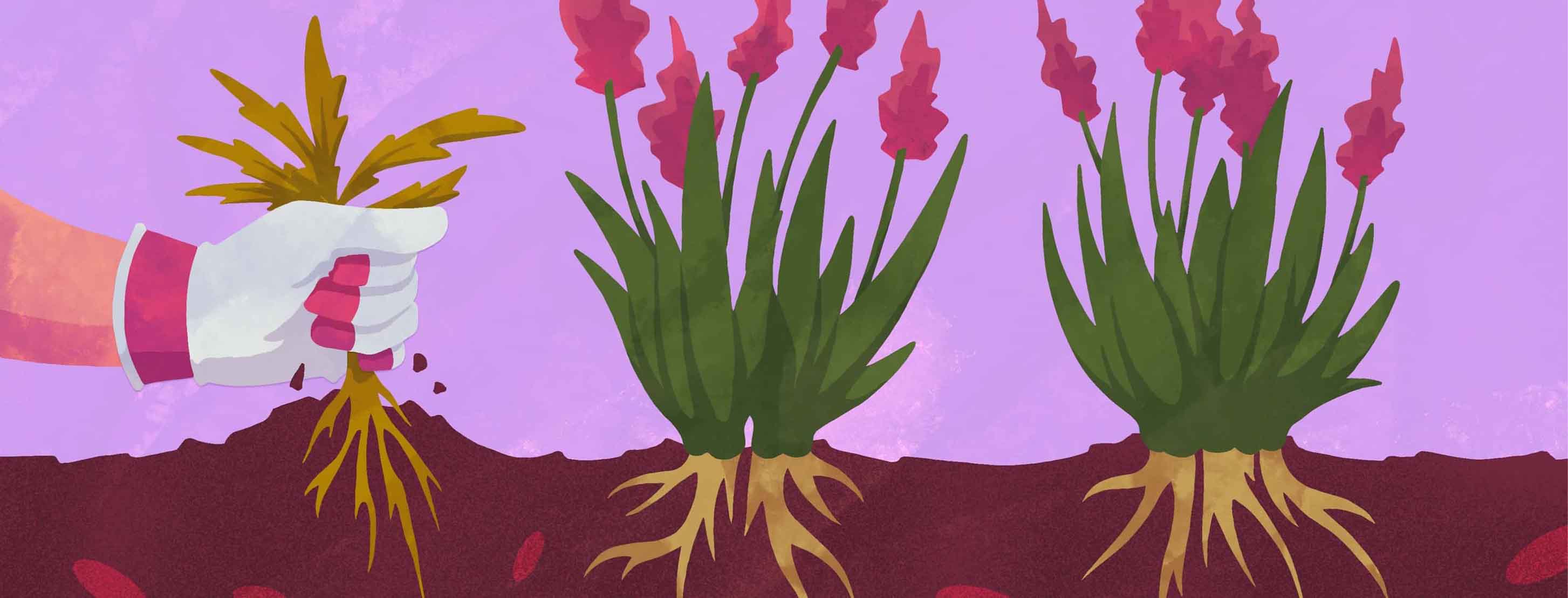 Hand with gardening glove pulling a weed from a flower bed